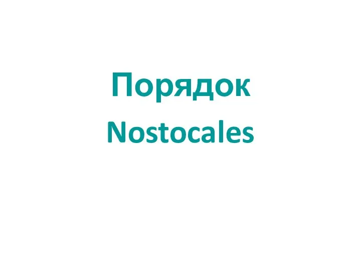 Порядок Nostocales