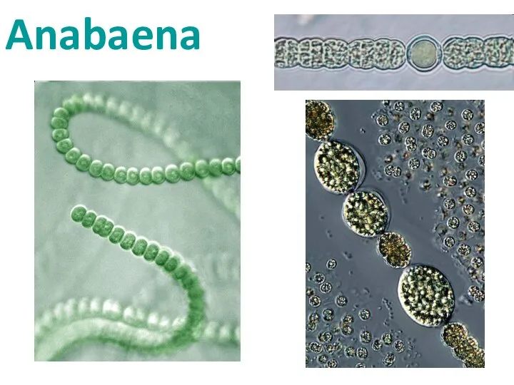 Anabaena