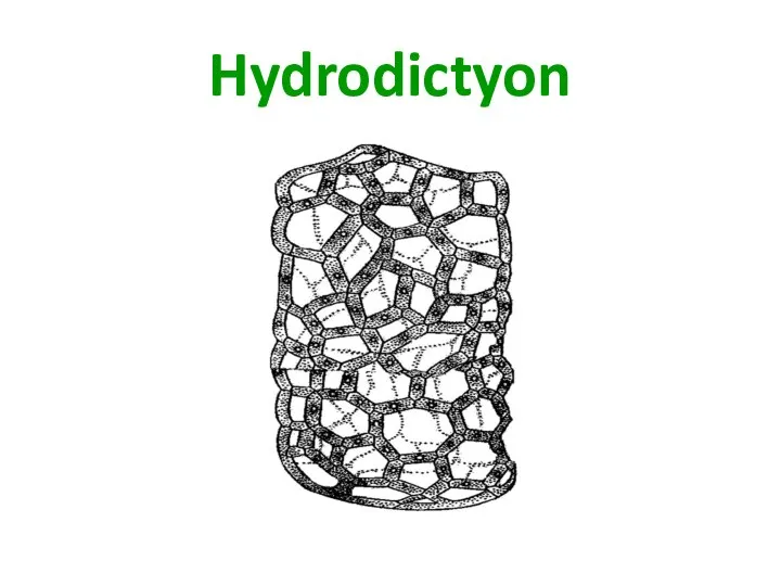 Hydrodictyon