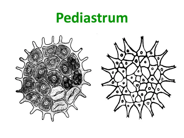 Pediastrum