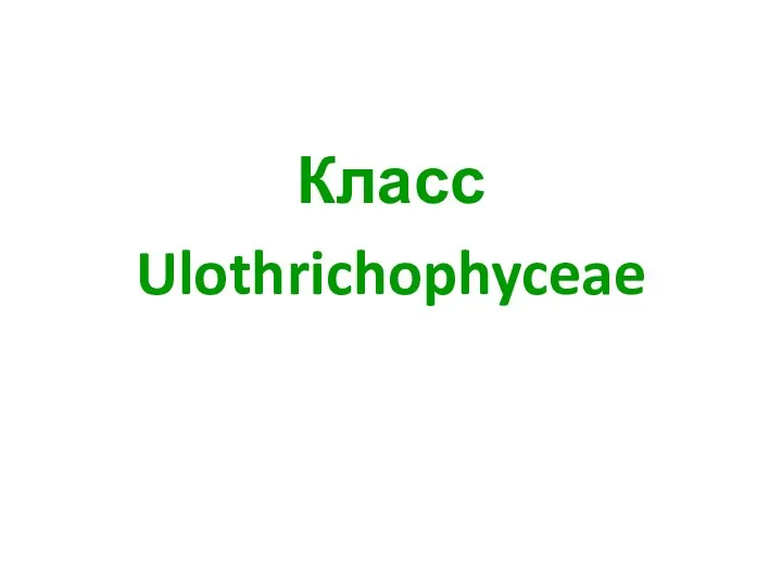 Класс Ulothrichophyceae