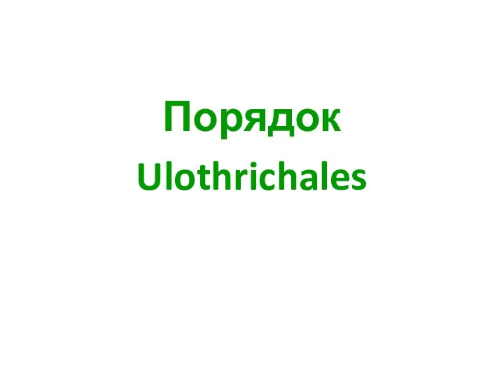 Порядок Ulothrichales