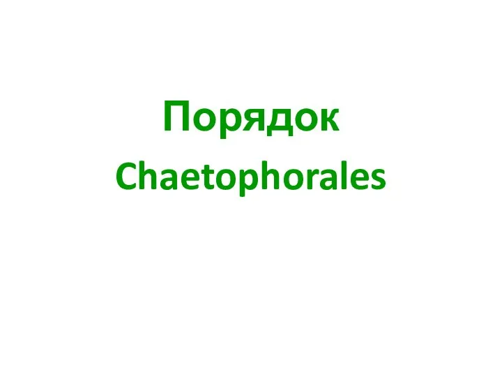 Порядок Chaetophorales