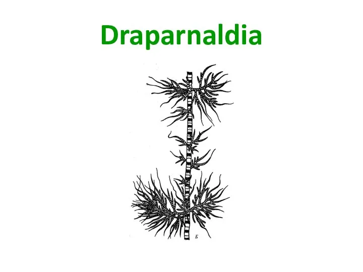 Draparnaldia