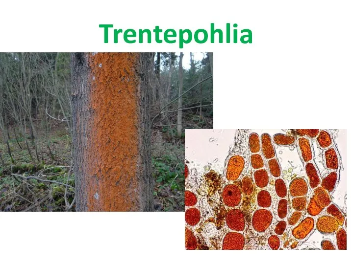 Trentepohlia