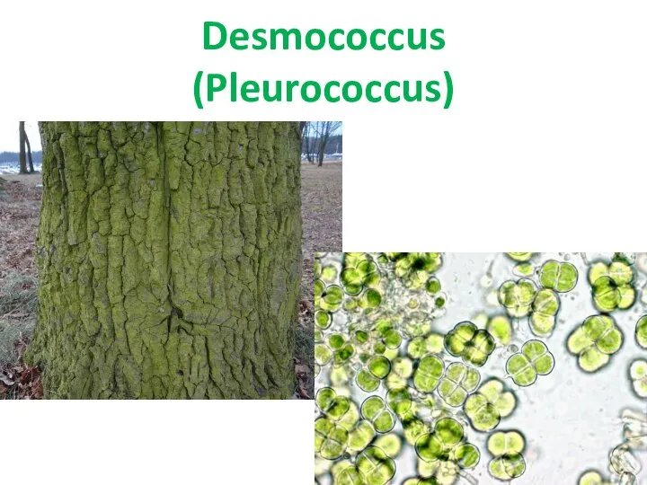 Desmococcus (Pleurococcus)