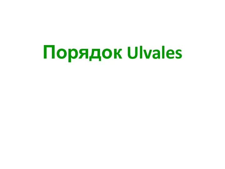 Порядок Ulvales