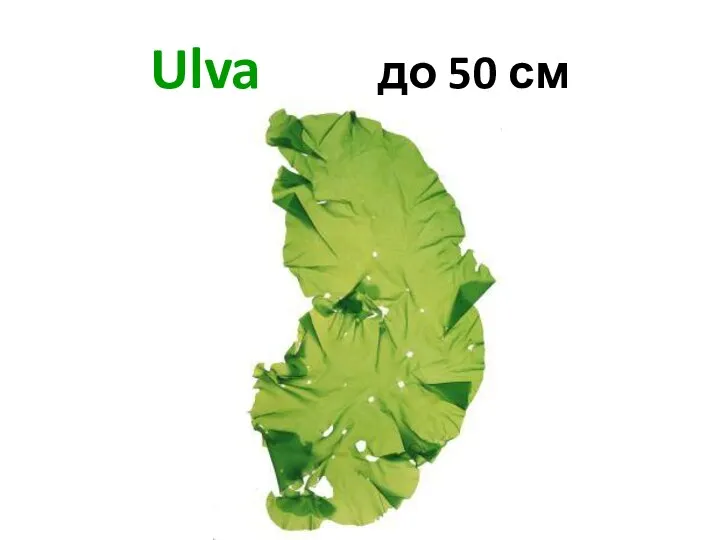 Ulva до 50 см