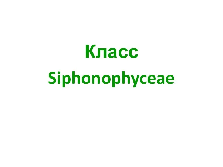 Класс Siphonophyceae