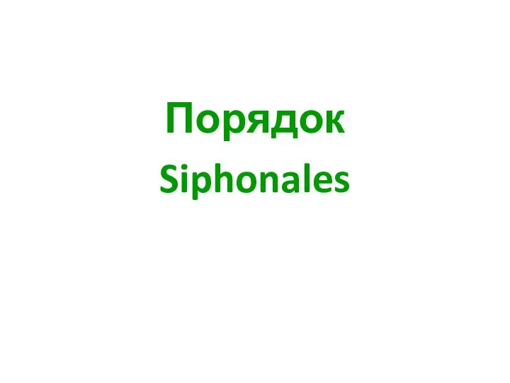 Порядок Siphonales