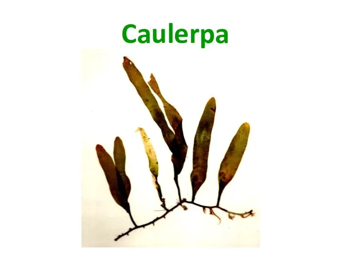 Caulerpa