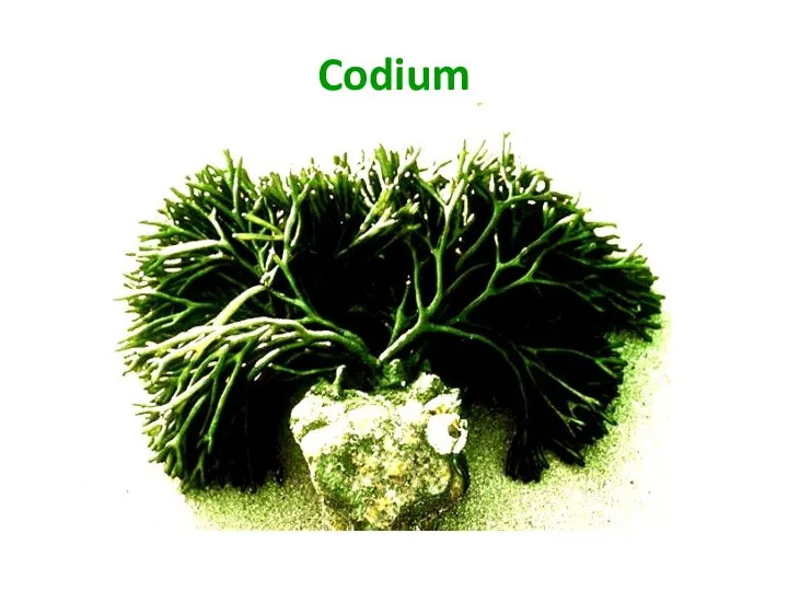 Codium