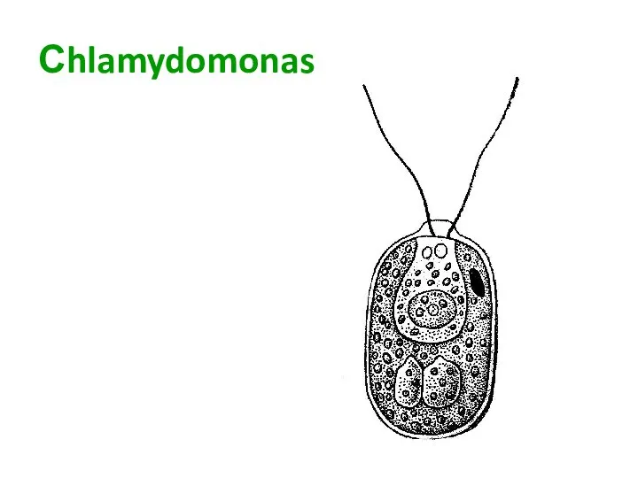 Сhlamydomonas