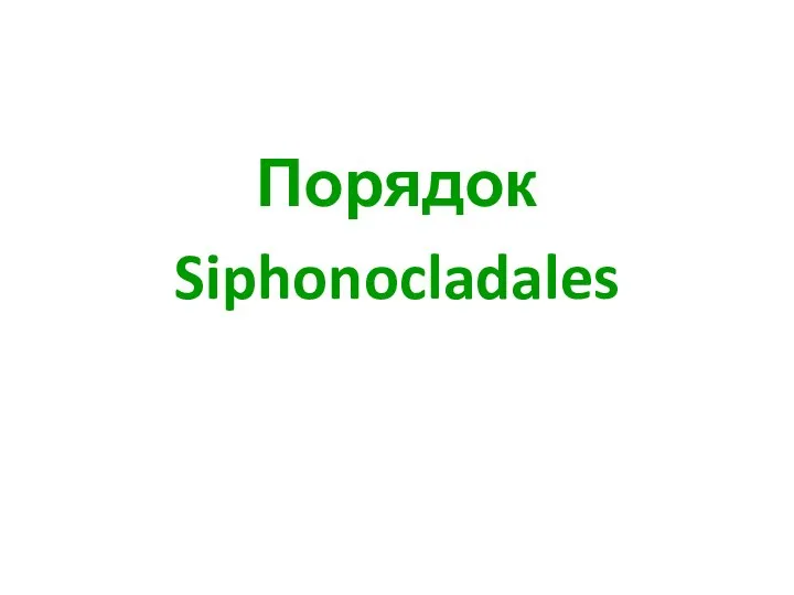 Порядок Siphonocladales