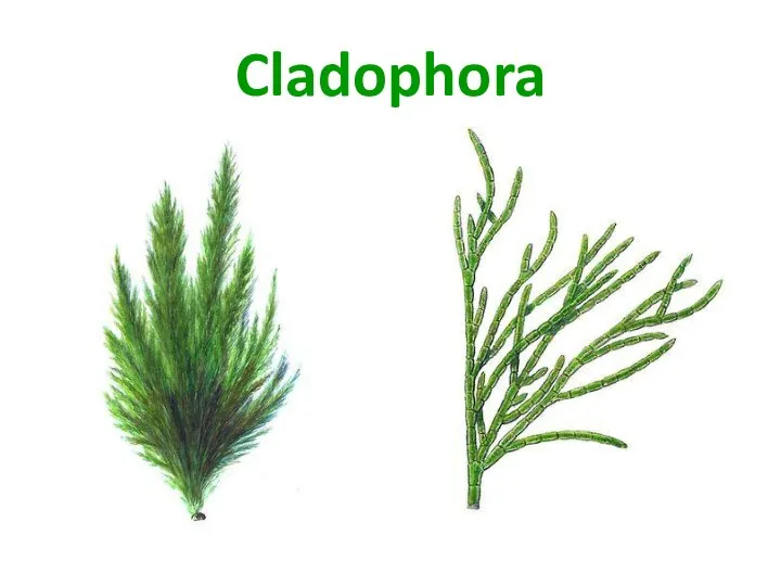 Cladophora