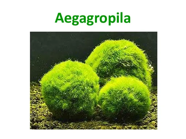 Aegagropila