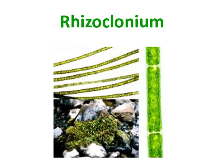 Rhizoclonium