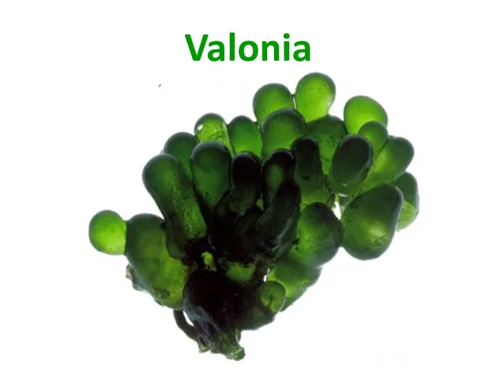 Valonia