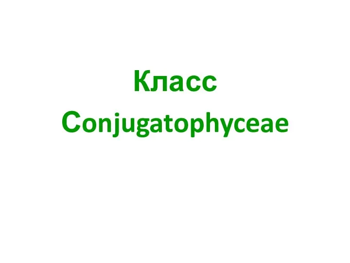 Класс Сonjugatophyceae