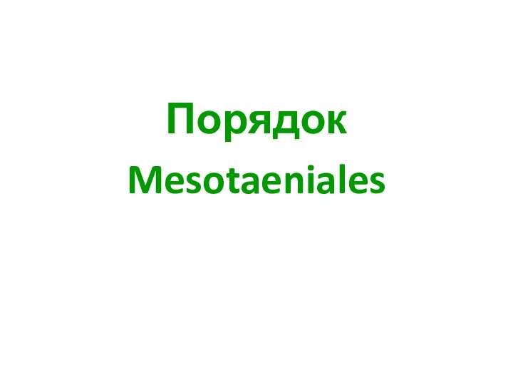 Порядок Mesotaeniales