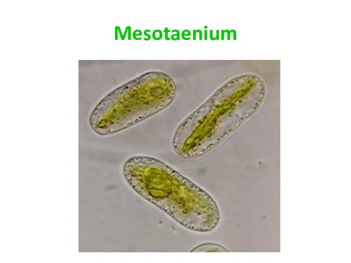 Mesotaenium