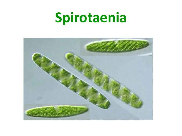 Spirotaenia