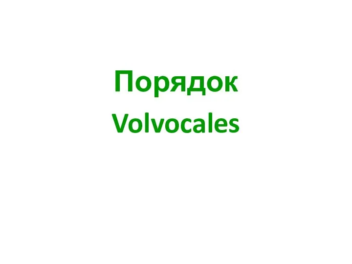 Порядок Volvocales