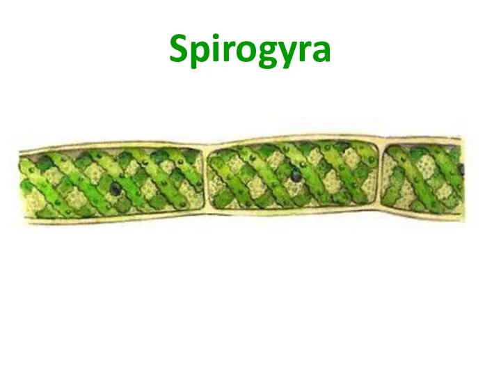 Spirogyra