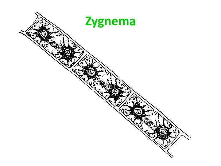 Zygnema