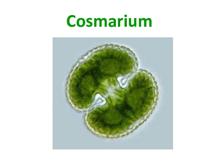 Cosmarium