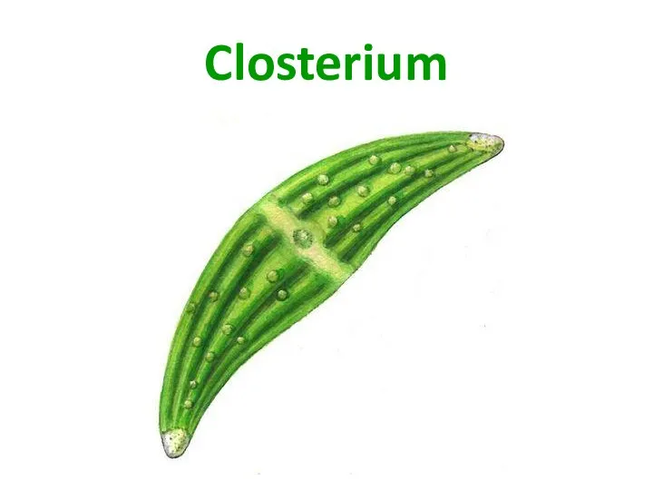 Closterium