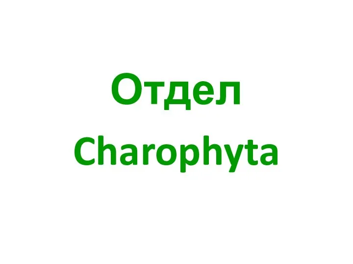 Отдел Charophyta