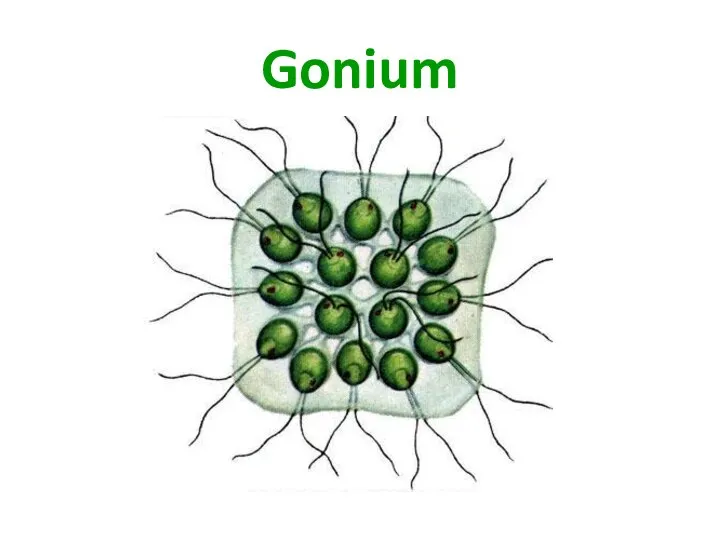 Gonium