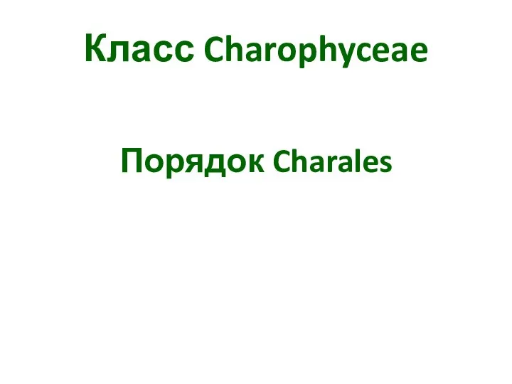 Класс Charophyceae Порядок Charales