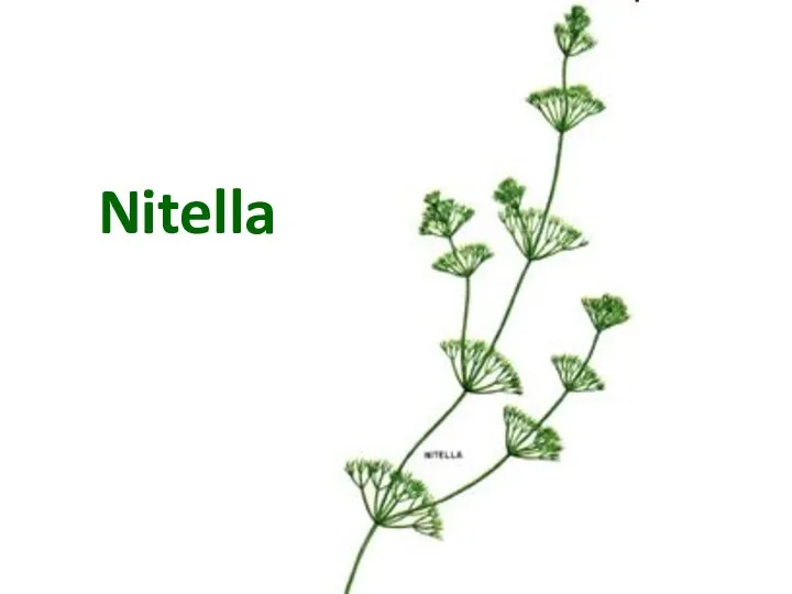 Nitella