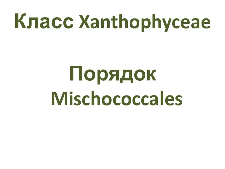 Класс Xanthophyceae Порядок Mischococcales