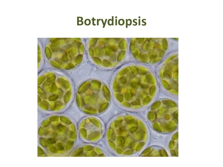 Botrydiopsis