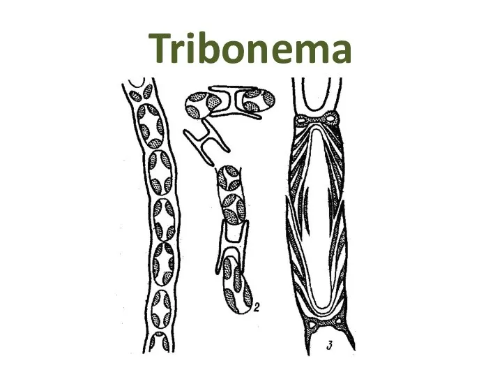 Tribonema