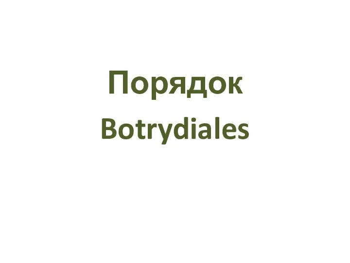 Порядок Botrydiales