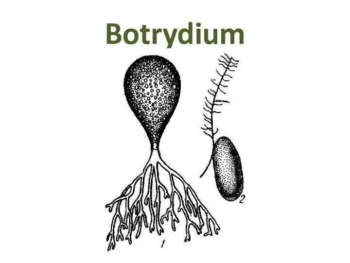 Botrydium