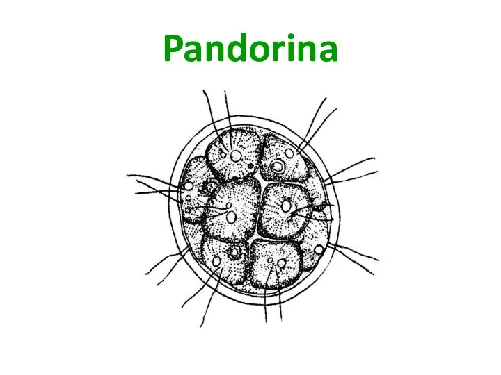 Pandorina