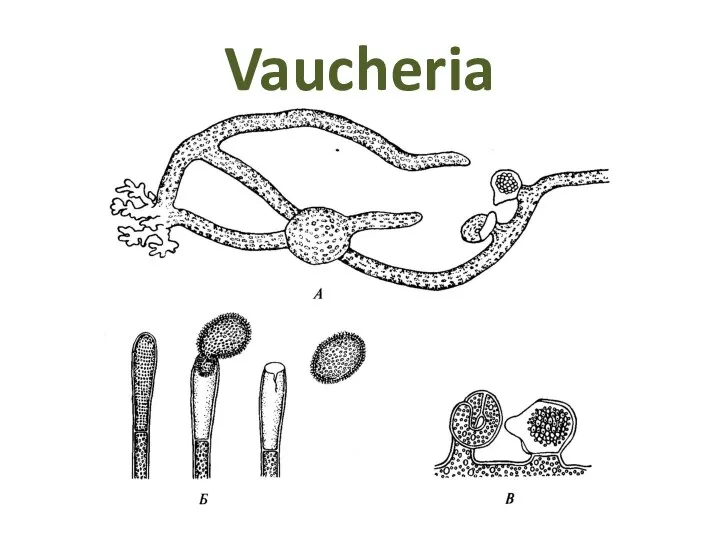 Vaucheria