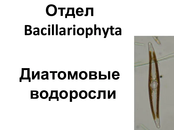 Отдел Bacillariophyta Диатомовые водоросли