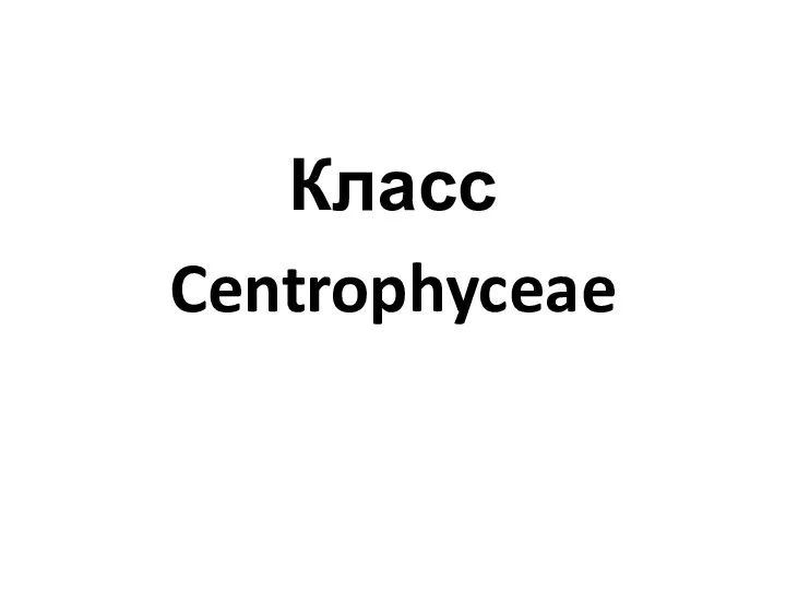 Класс Centrophyceae