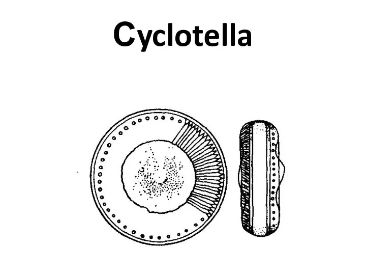 Сyclotella