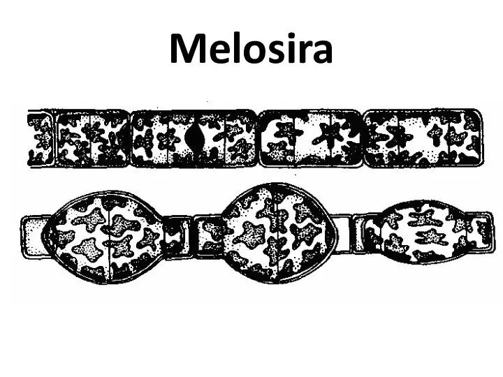 Melosira