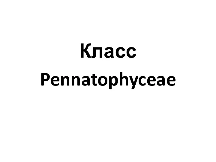 Класс Pennatophyceae