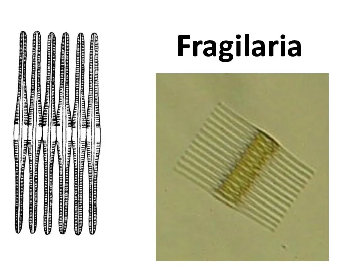 Fragilaria