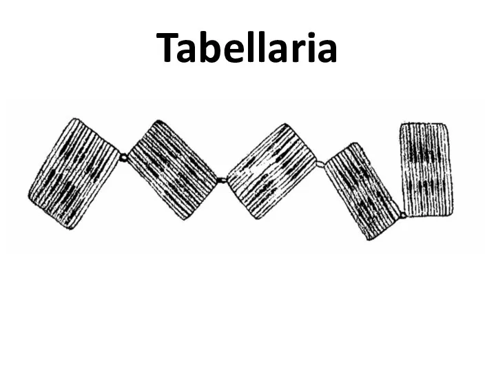 Tabellaria