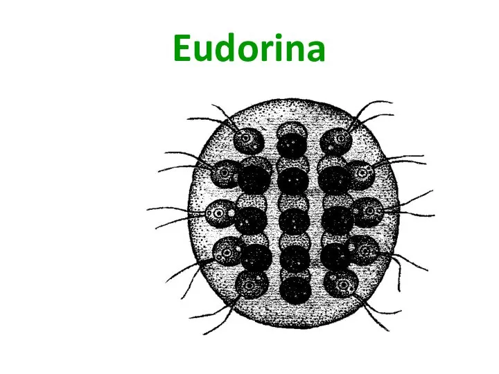 Eudorina